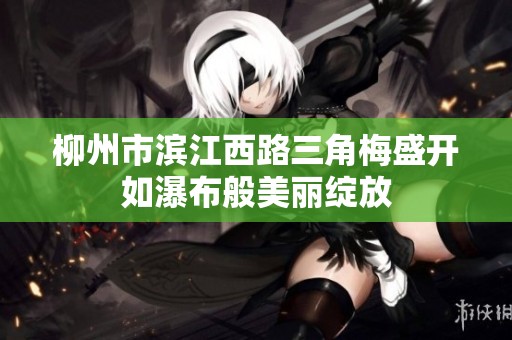 柳州市滨江西路三角梅盛开如瀑布般美丽绽放